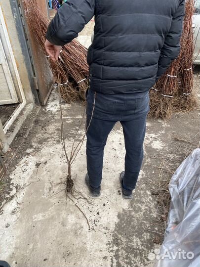 Саженцы крыжовника