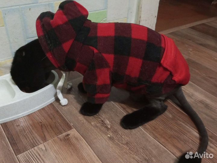 Одежда для животных кошек и маленьких собак