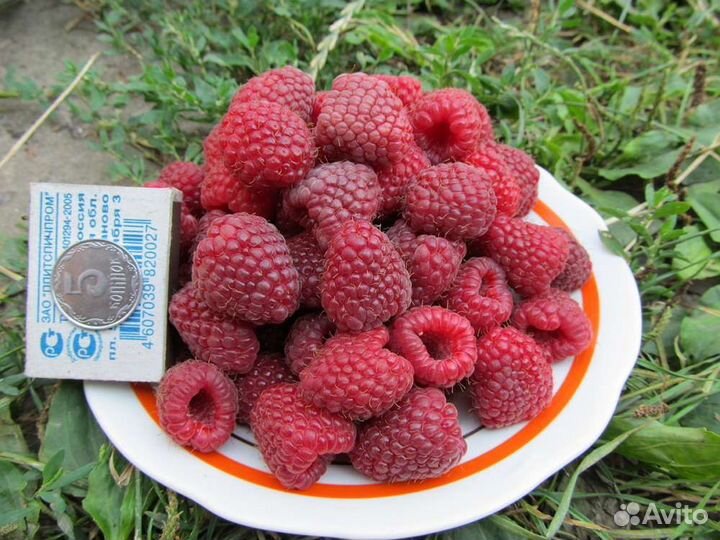 Саженцы ремонтантной малины