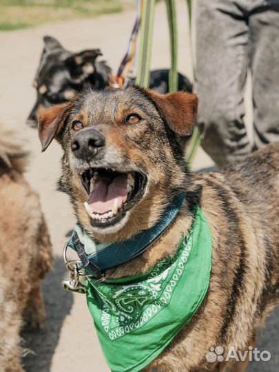 Томас хочет в семью