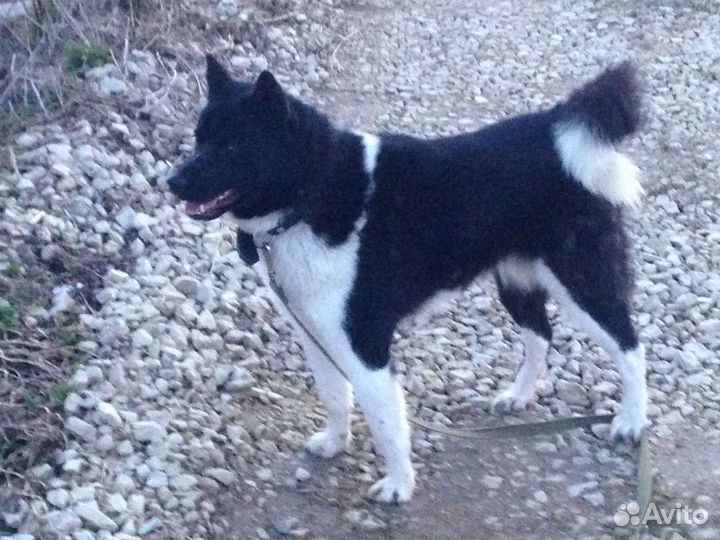 Русско европейская лайка