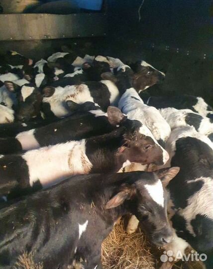 Телята бычки