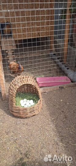 Инкубационное яйцо лакендази