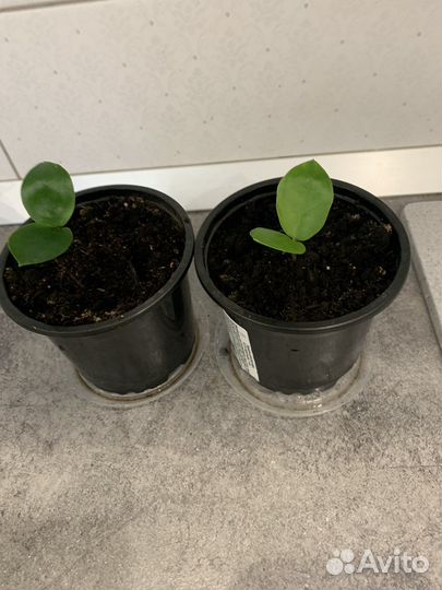 Замиокулькас