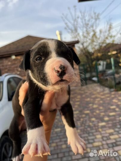 Щенки стаффорда