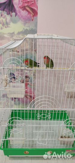 Попугаи неразлучники с клеткой