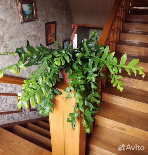 Эпифиллум марниера