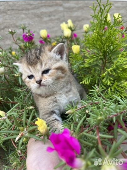 Котята шотланской породы, золотые и белые шиншиллы