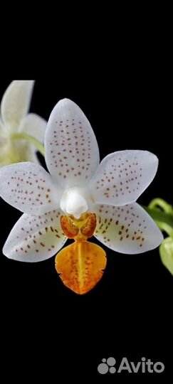 Орхидея мини марк