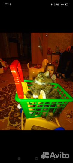 Кот в добрые руки