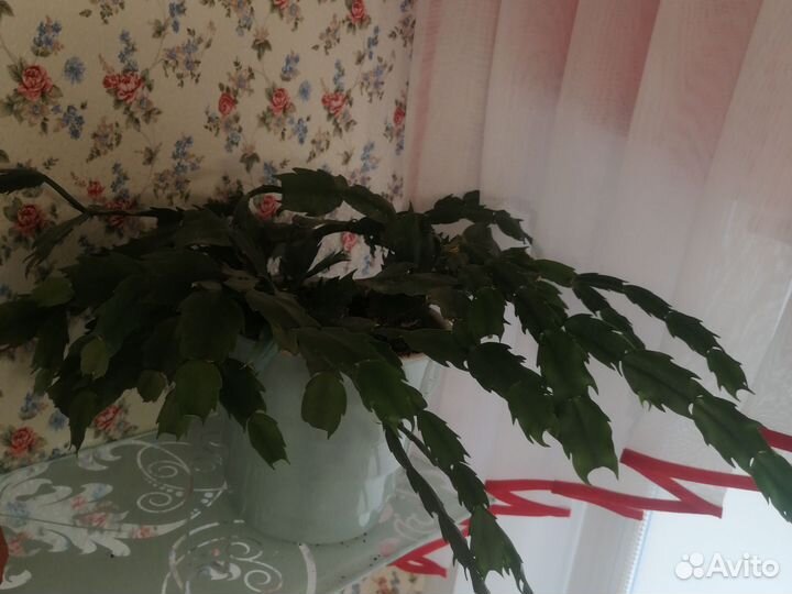 Декабрист шлюмбергера