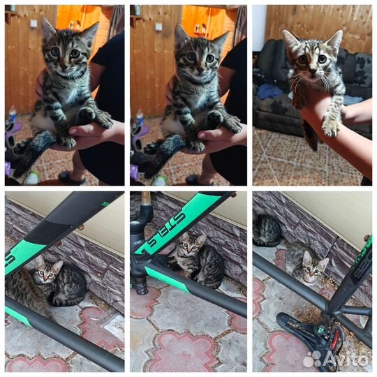 Отдам в добрые руки котят, мама бенгал