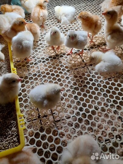 Цыплята суточные несушки