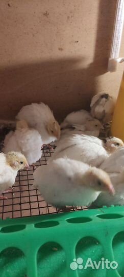 Перепелка Техасы и Фараоны