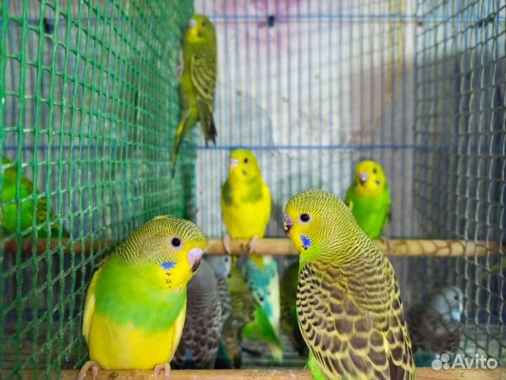 Молодые Волнистые попугаи