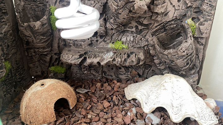 Террариум для эублефара