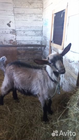 Чешский козел