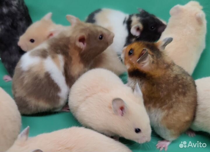 Сирийские Хомяки Ручные Плюшевые Медвежатки