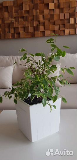Фикус бенджамина пестролистный