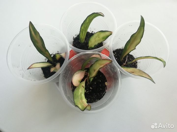 Хойя вайети триколор