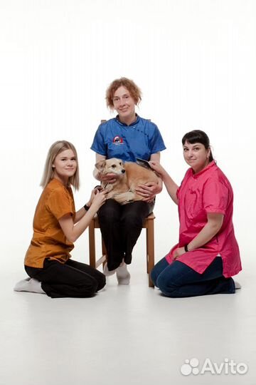 Груминг стрижка собак