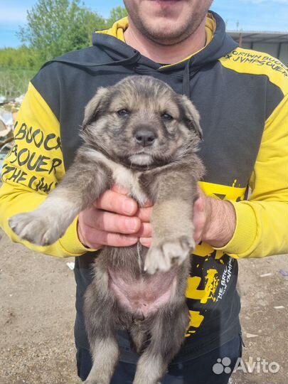 Щенки в добрые руки