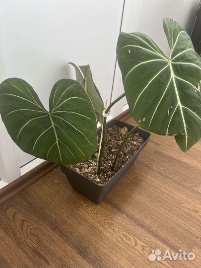 Филодендрон глориозум