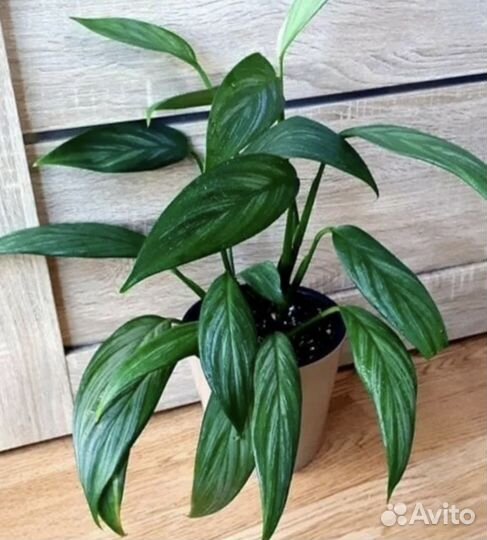 Сциндапсус сильвер spitir