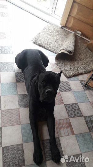 Передержка собак