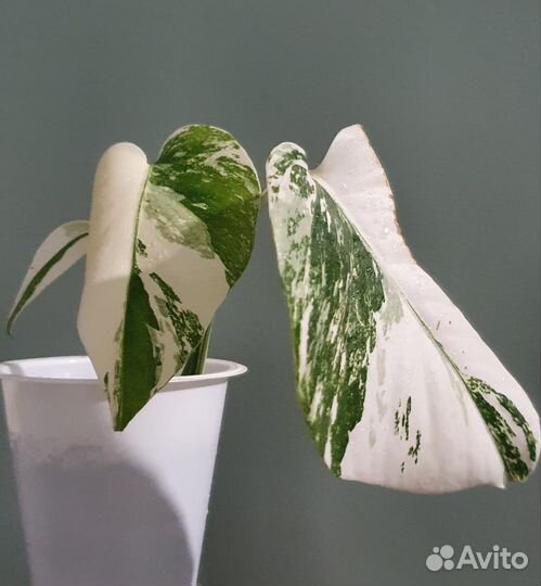 Монстера Альба вариегатная и зеленая