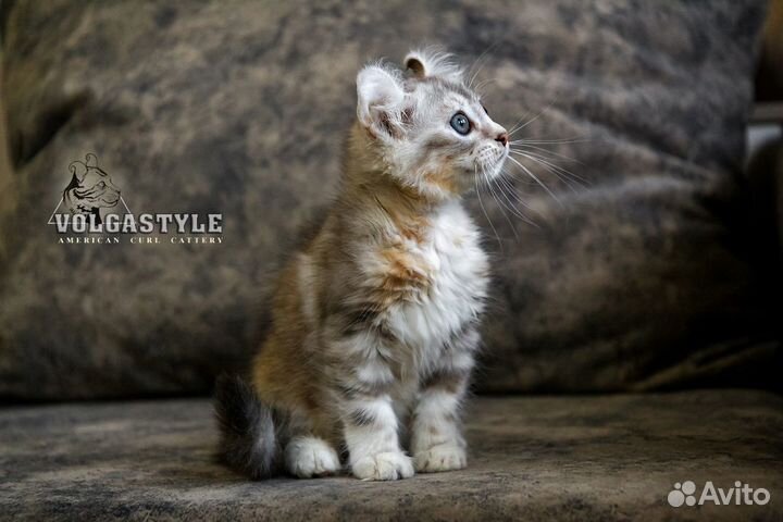 Очаровательная девочка Lambada редкой породы