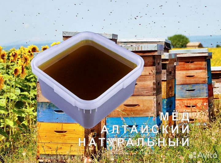 Мед натуральный с Алтая опт