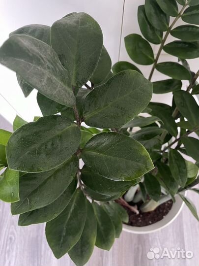 Замиокулькас