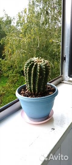 Детки кактуса большие