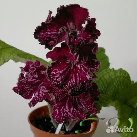 Стрептокарпусы взрослые