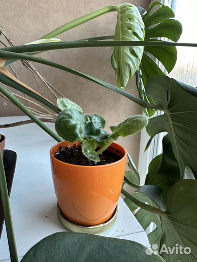 Фиалка сортовая