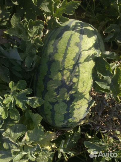 Профессиональные семена гибридов арбуза и дыни