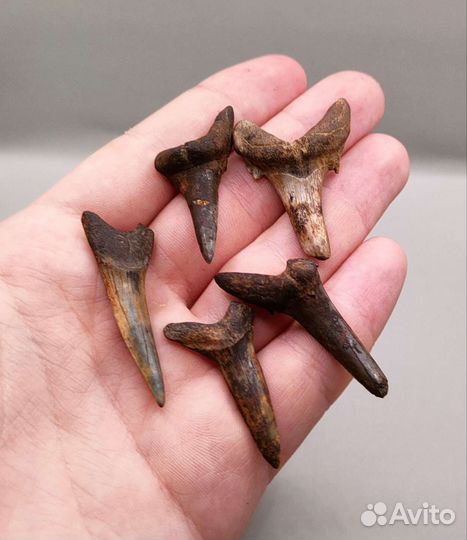 Зубы древних акул (5 шт), Россия / Окаменелости