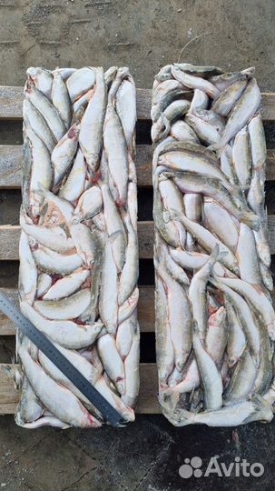 Ряпушка мороженая, брикетированная 18+