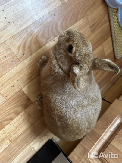 Карликовый кролик беличий из Царского Кролика