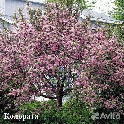 Черёмуха сортовая в ассортименте