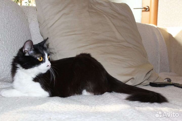 Кошечка ищет дом