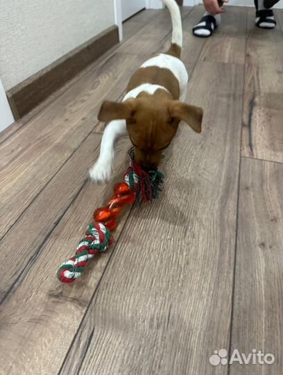 Щенки джек рассел терьер