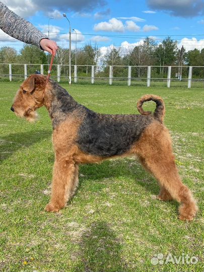 Щенки Эрдельтерьера