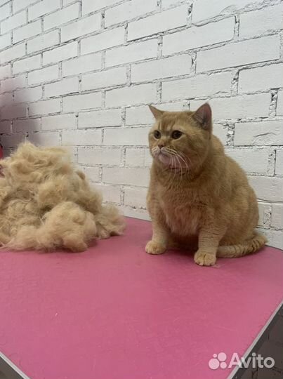 Груминг. Стрижка, вычес котов и собак с выездом