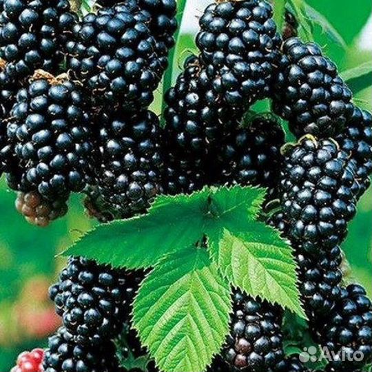 Крыжовник, ежевика, малина, ежемалина