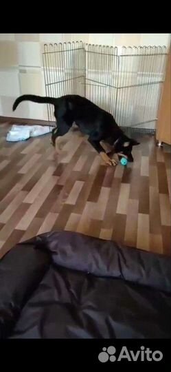 Клетка вольер для собак