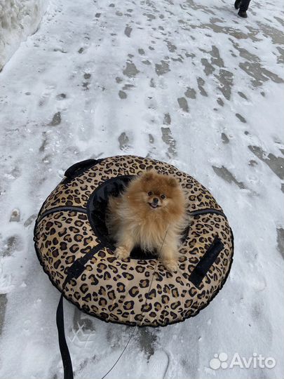 Передержка маленьких собак