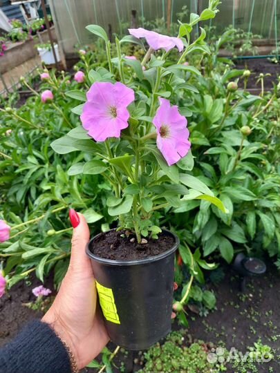 Кустовая петуния