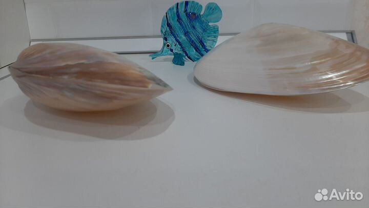 Раковина морская